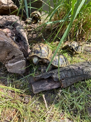 Griechische Landschildkröten aus eigener Nachzucht von 2022, THB Bild 5
