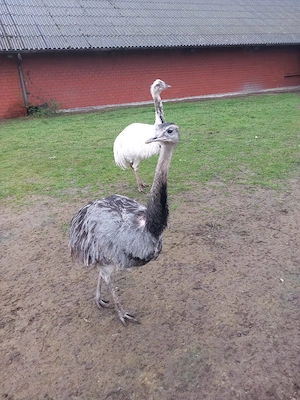 Nandu Pärchen zu verkaufen 