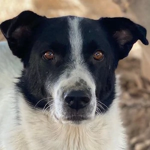 Merenda, geb. ca. 02 2023, lebt in GRIECHENLAND, im städt. Tierheim Serres