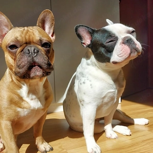 2 Französische Bulldoggen 
