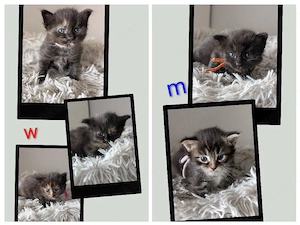 5 kleine Ragdoll - Maine Coon Mixe suchen Dich!