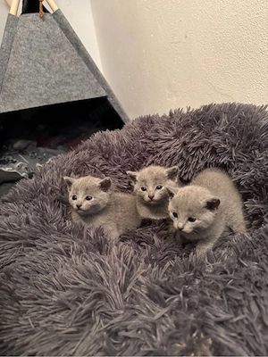 Russische blau kitten
