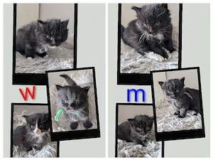 6 Maine Coon - BKH Mix Kitten suchen eine neue Familie 