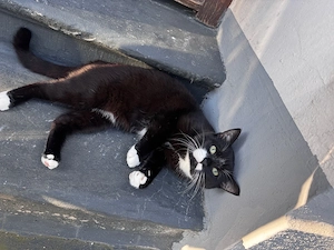 mainecoon 9 monate alter kater