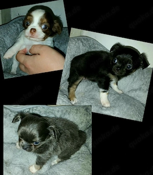 Langhaar Chihuahua Welpen 