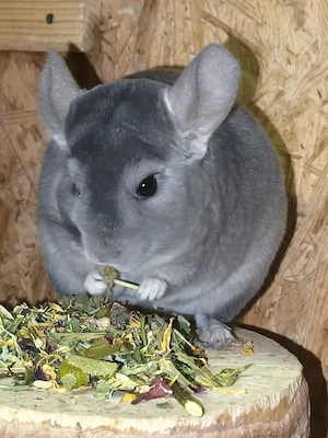 Chinchilla Pärchen 
