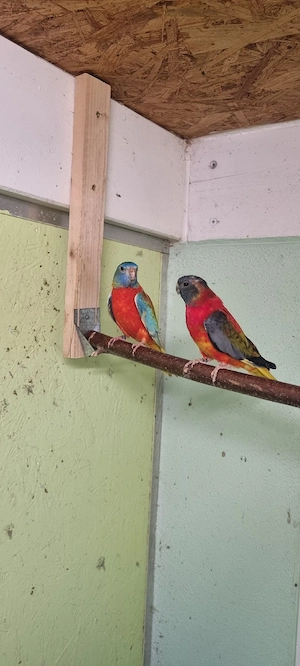 Glanzsittiche abzugeben  Bild 3