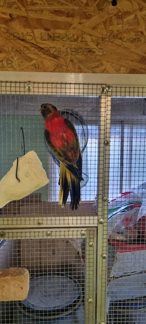 Glanzsittiche abzugeben  Bild 2