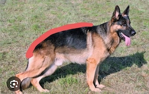 schäferhund stockhaar Hündin Welpe