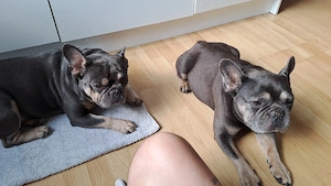 2 französische bulldoggen zu verkaufen nur zusammen 