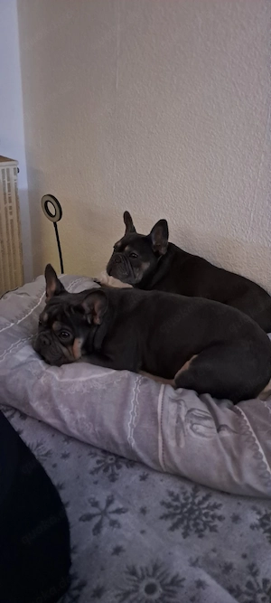 2 französische bulldoggen zu verkaufen 