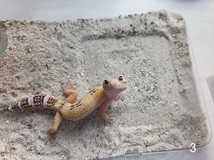 Leopardgecko Nachwuchs zu Verkaufen  Bild 3