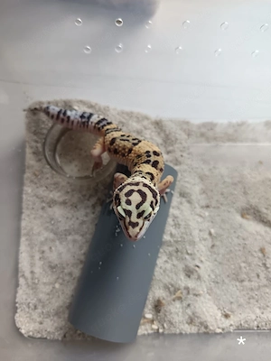 Leopardgecko Nachwuchs zu Verkaufen  Bild 6