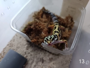 Leopardgecko Nachwuchs zu Verkaufen 