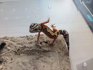Leopardgecko Nachwuchs zu Verkaufen  Bild 2
