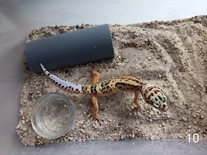 Leopardgecko Nachwuchs zu Verkaufen  Bild 4
