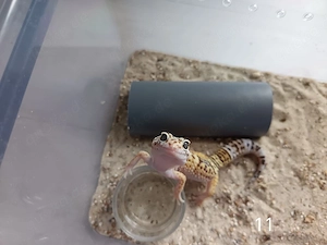 Leopardgecko Nachwuchs zu Verkaufen 
