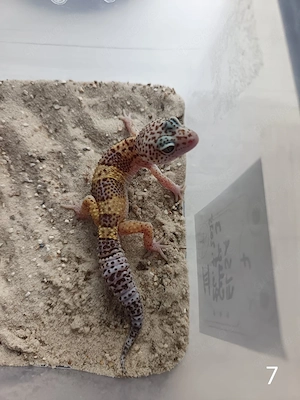 Leopardgecko Nachwuchs zu Verkaufen  Bild 7