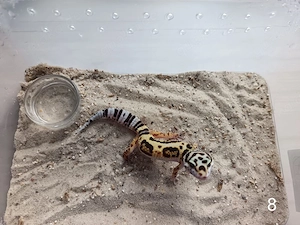 Leopardgecko Nachwuchs zu Verkaufen  Bild 5