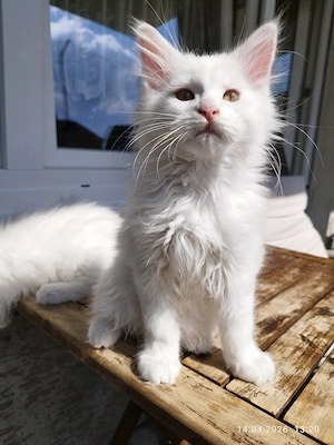 Maine Coon Kitten Kater