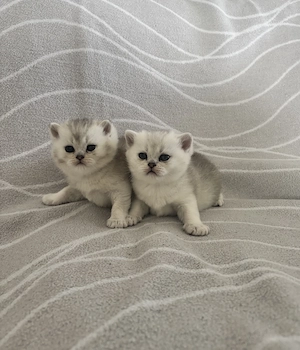 BKH Kitten suchen neues liebevolles Zuhause 