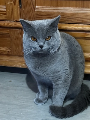 Männlicher Britisch Kurzhaar Kater, ein Jahr alt