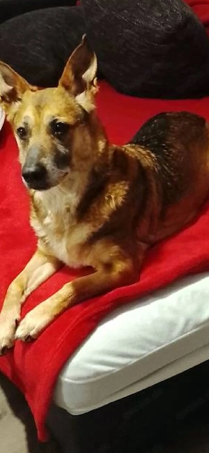 schäferhund dackelmix Hündin 