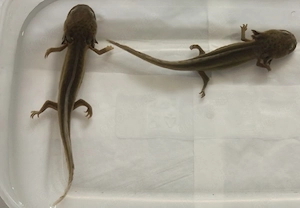 Zwei Axolotl zu haben... Interesse..????