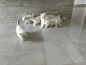Reinrassige Bkh Kitten