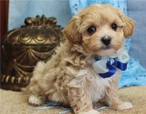 Maltipoo-Welpen zu verkaufen