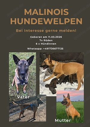Malinois Welpen