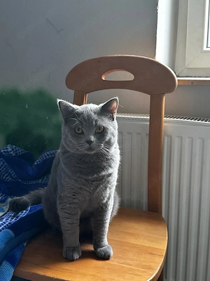 Männlicher Britisch Kurzhaar Kater, ein Jahr alt