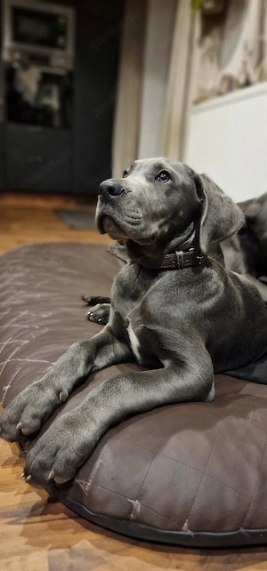 Deutsche Dogge welpe 