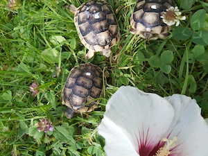 Baby Landschildkröten Breitrandschildkröte Testudo Marginata