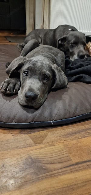 Deutsche Dogge 