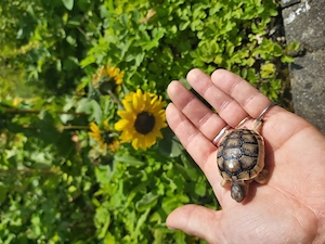 Baby Landschildkröten Breitrandschildkröte Testudo Marginata