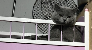 Männlicher Britisch Kurzhaar Kater, ein Jahr alt