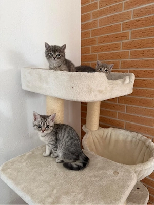    Reinrassiger Luxus-Nachwuchs: 3 bezaubernde Kitten suchen ein liebevolles Zuhause!   