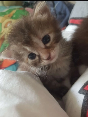 Norweger  Heilige Birma Mix