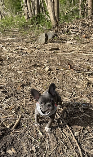 Französische Bulldogge Blue line (12W)