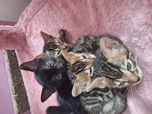 Reinrassige Bengalkitten