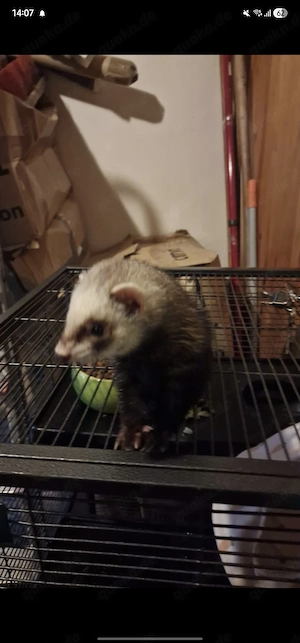 Verkaufe hiermit ein Weibchen frettchen 