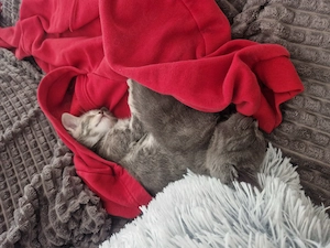 BKH Mix Kitten zu verkaufen 