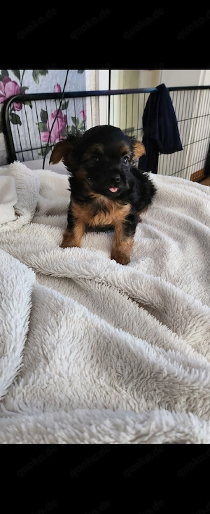 Yorkshire Terrier Chihuahua mix