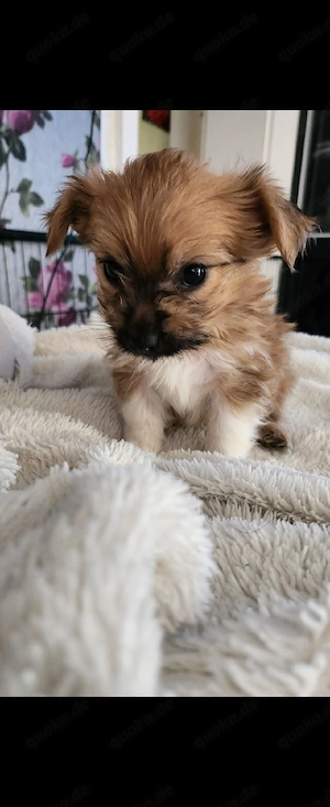 Yorkshire Terrier Chihuahua mix