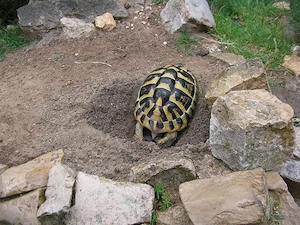 Griechisches Landschildkröten Weibchen 24Jahre alt