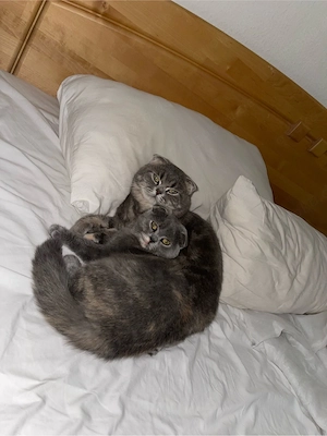 Zwei wunderbare Wohnungskatzen (Kastriert & Gesund) suchen ein neues Zuhause