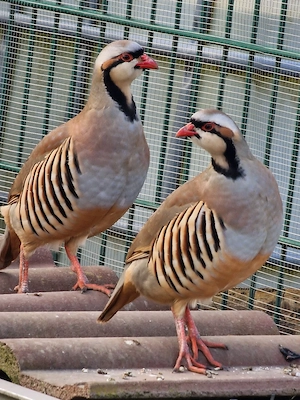 Vögel Rothuhn (Steinhuhn)von.  2025 