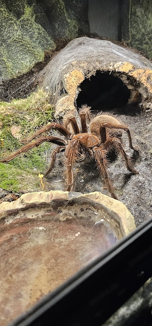 0.1 Theraphosa blondi inkl Exo Terra Terrarium 