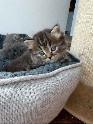 Britisch Kurzhaar Langhaar Kitten 